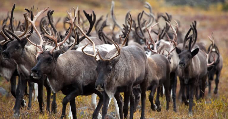 Caribou Migration (everything to know about this incredible journey)