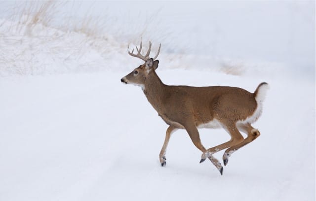 Deer Activity in Winter