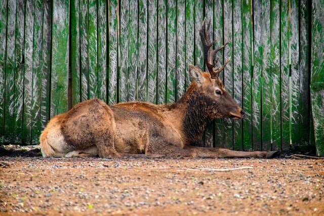 Deer Brain Abscesses