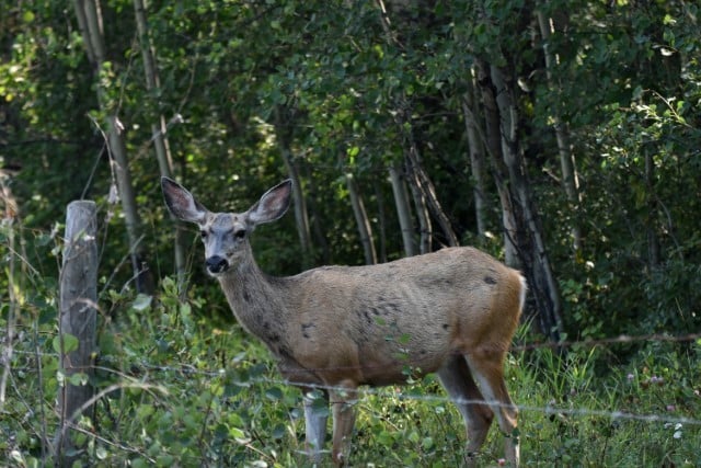 Brucellosis Disease in Deer