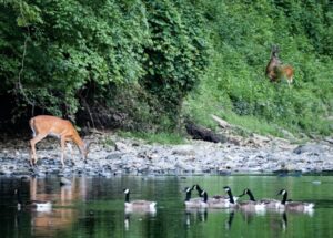 Do Deer Eat Birds? [ANSWERED] - World Deer