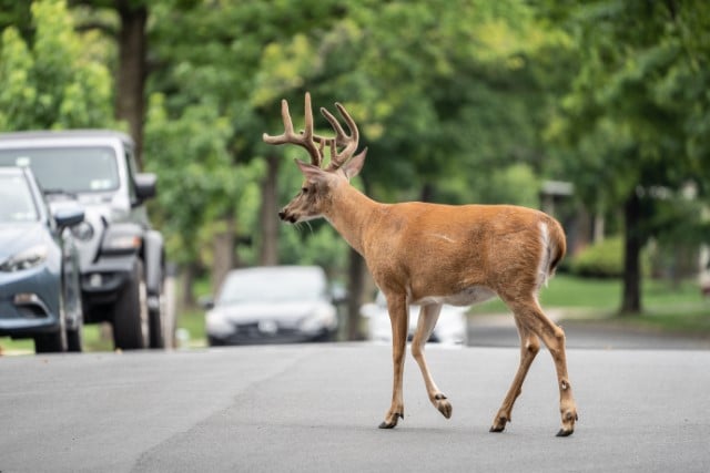 Deer Have Daily Routines