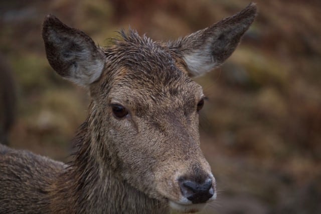 About Deer Hunting in the Rain