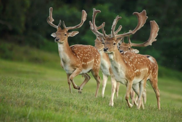 Deer Movement Patterns and Behavior Habits