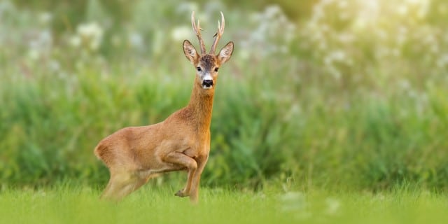 Deer Movement Patterns in Dusk and Dawn