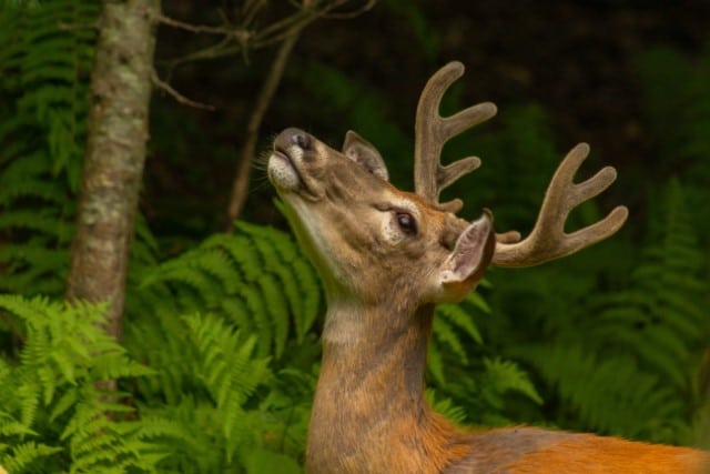 Deer Noses vs Dogs' Noses