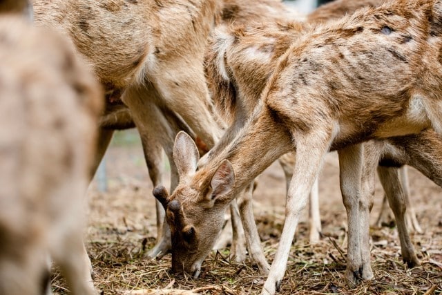 Deer Parasites