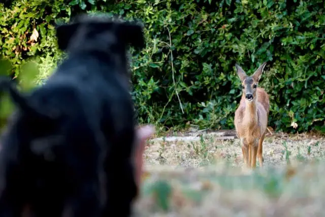 Deer vs Dog Sense of Smell