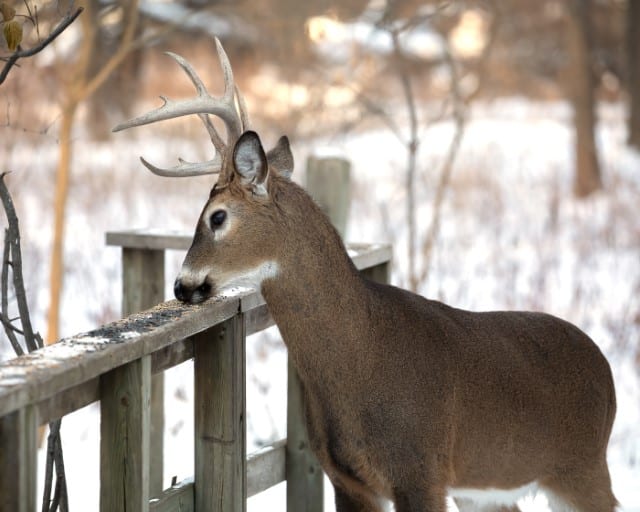 Deer vs Human Sense of Smell