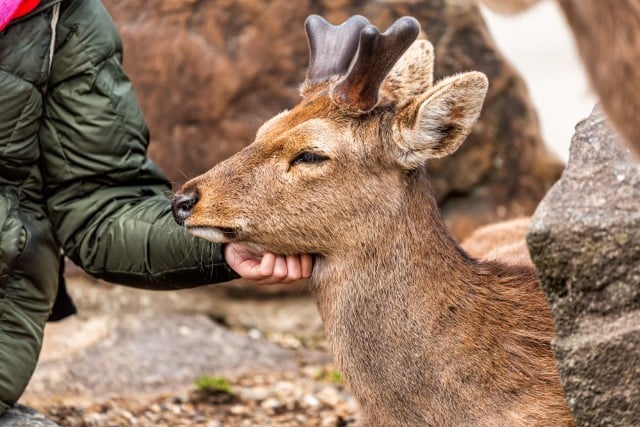 A Deer Disease