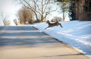 Do Deer Whisltes Work? (here are the facts & data) - World Deer