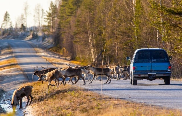 Deer whistles actually work