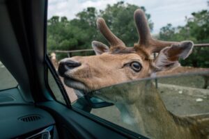 Do Deer Whisltes Work? (here are the facts & data) - World Deer