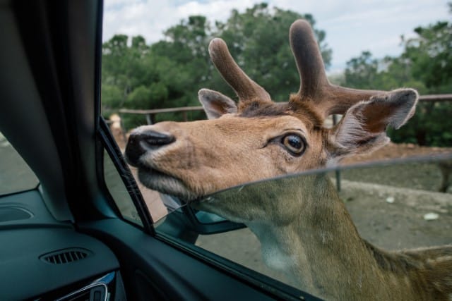 Deer whistles and safe driving