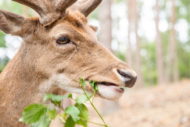 Deer's Sense of Smell