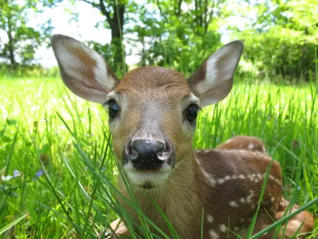 Determine a Fawn’s Age