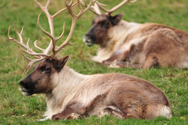 Do Deer Bed Down in the Rain?