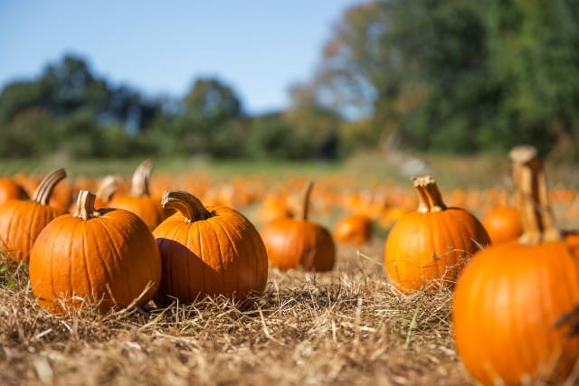 Why Do Deer Eat Pumpkins?