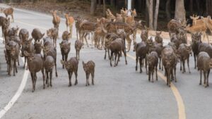 Do Deer Whisltes Work? (here are the facts & data) - World Deer