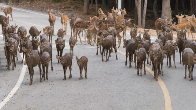 Do deer whistles work for all deer species?