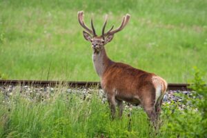 Do Deer Whisltes Work? (here are the facts & data) - World Deer