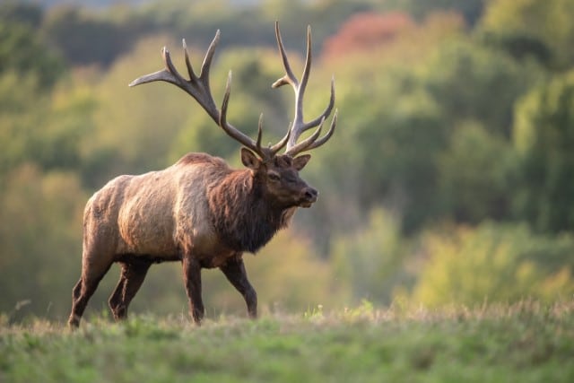 Do Red Deer and Elk Live in the Same Areas?