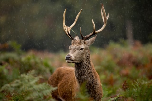 How Rain Influences Deer Movement and Behavior?