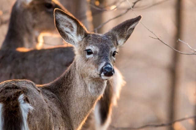 Epizootic Hemorrhagic Disease in Deer