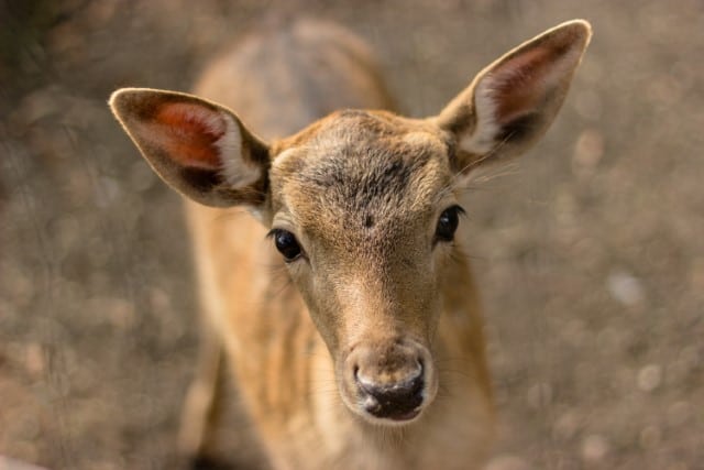 Fawn Behavior