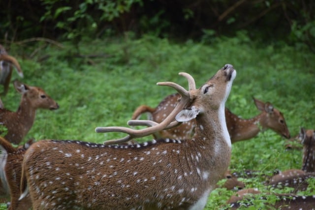 Fawns Don’t Have an Odor