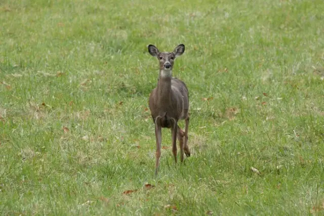 Why Do Female Deer Stomp Their Feet?