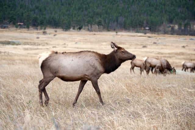 Female Elk