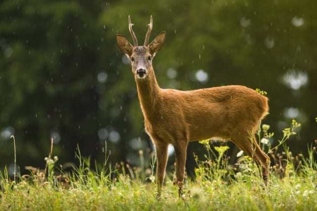 How and When Deer Typically Move?