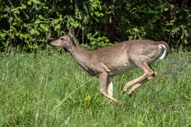 How Can Deer Diseases Affect Humans