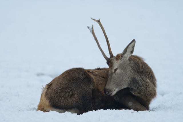 How Do Deer Stay Warm in the Winter?