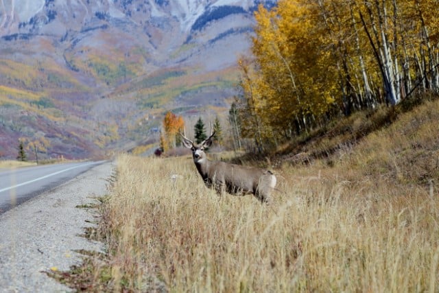 How do deer whistles work?