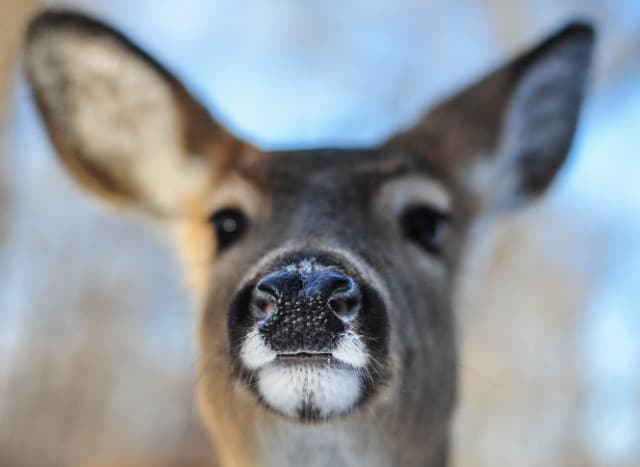 How does deer’s nose work?