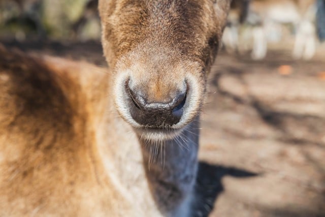 How Good is Deer’s Nose?