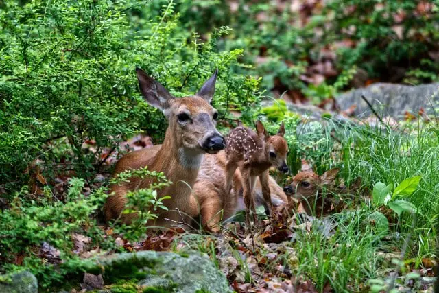 How Long Do Baby Deer Nurse For?