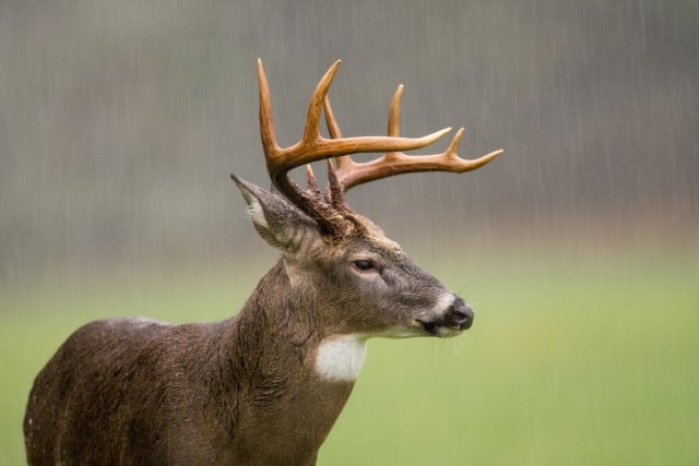 Do White Tailed Deer Move in the Rain?