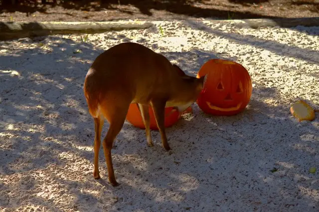 How to Keep Deer From Eating Pumpkins