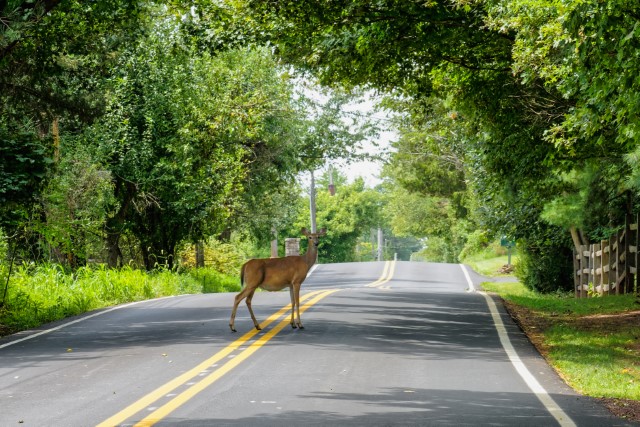 How to stop deer from hitting a car?