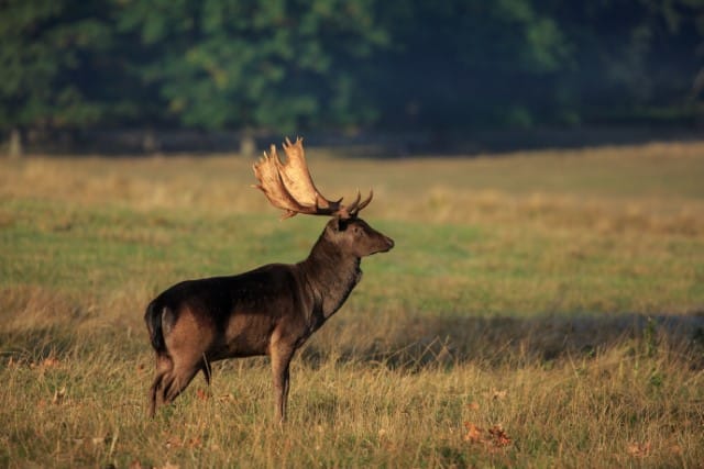 Leucistic or melanistic deer