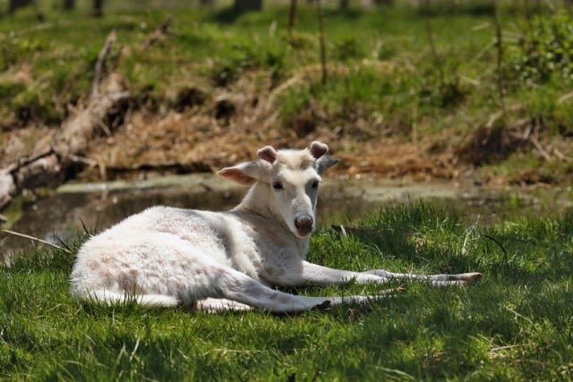 Leucistic vs Albino Deer - What Are The Differences?