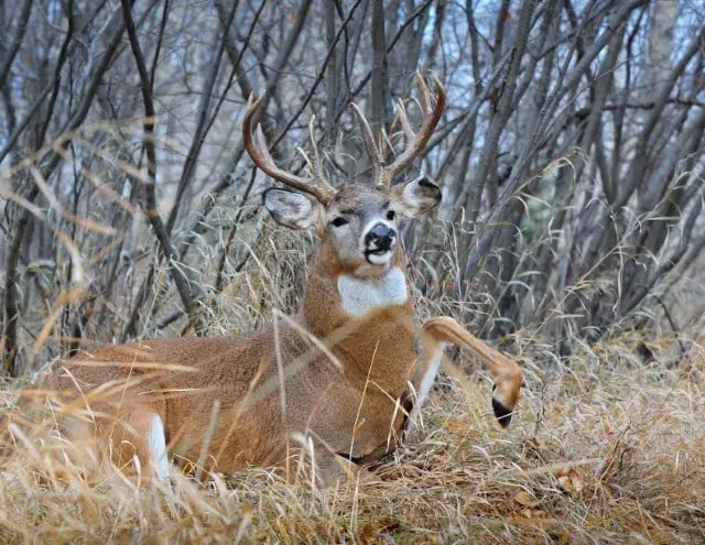 Why Do Male Deer Stomp Their Feet?