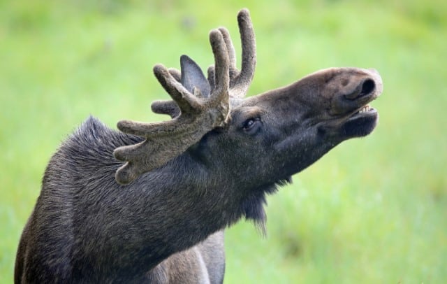 Male Moose Antlers