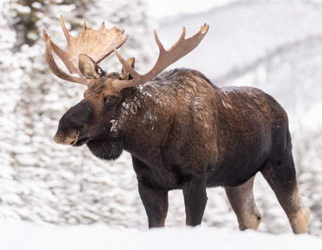 Moose Body Size