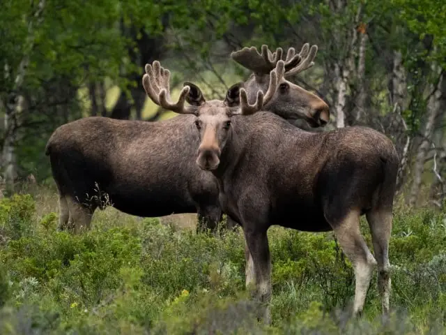 Caribou vs Moose Habitat Preferences & Native Range