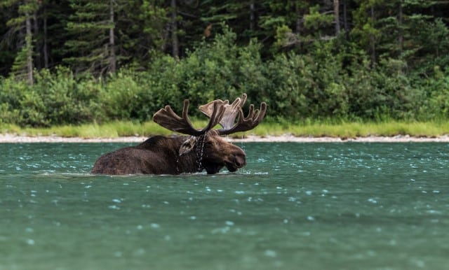 Moose Swimming in the Water