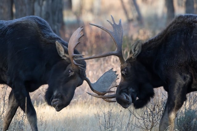 Bull Moose Fighting - Comparing the Behavior of Moose and Caribou During the Annual Rut